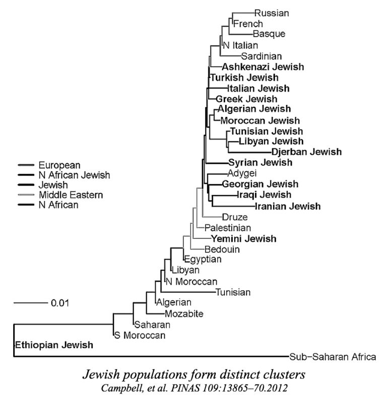 The Genetic Origins Of Ashkenazi Jews