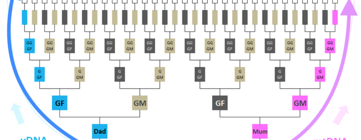 Origine ancestrale des Juifs marocains par l’étude du chromosome Y